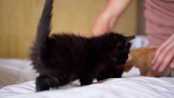 Een man speelt met drie kleine pasgeboren kittens. Langzame beweging — Stockvideo