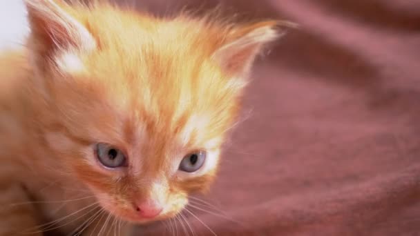 An Unknown Male Holds a Small Fluffy Ginger Kitten in Arms. 4K. Close up — 图库视频影像