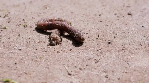 在阳光照射下,蚯蚓在湿沙上爬行.靠近点4K — 图库视频影像