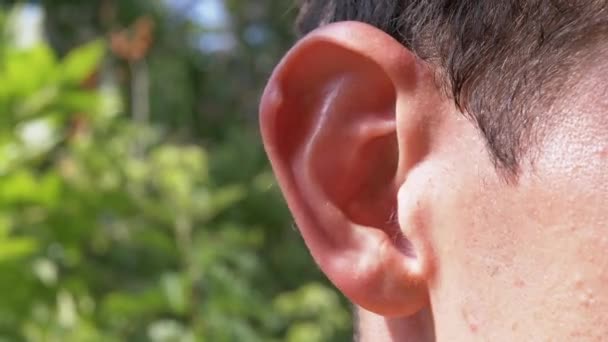 Homme Wiggles oreille à l'extérieur dans les bois, sur un fond d'arbres verts flous. 4K — Video