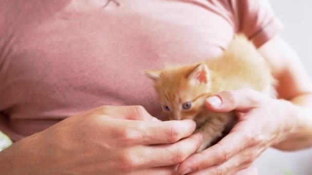 Un hombre desconocido sostiene un pequeño gatito de jengibre esponjoso en brazos. 4K. De cerca. — Vídeos de Stock