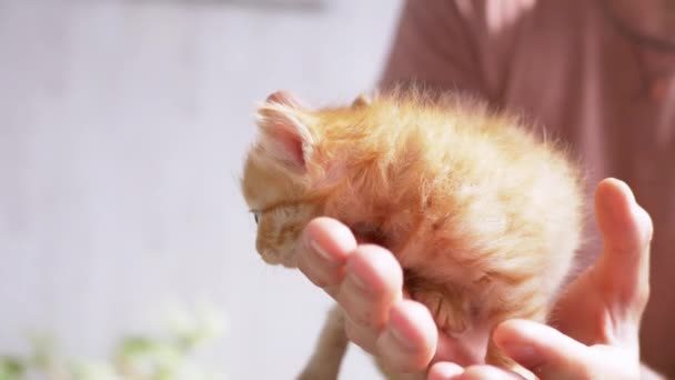 Un hombre desconocido sostiene un pequeño gatito de jengibre esponjoso en las palmas. 4K. De cerca. — Vídeos de Stock