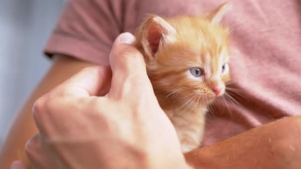 Un hombre desconocido sostiene un gatito de jengibre esponjoso pequeño en brazos, lo acaricia. Cierre — Vídeos de Stock