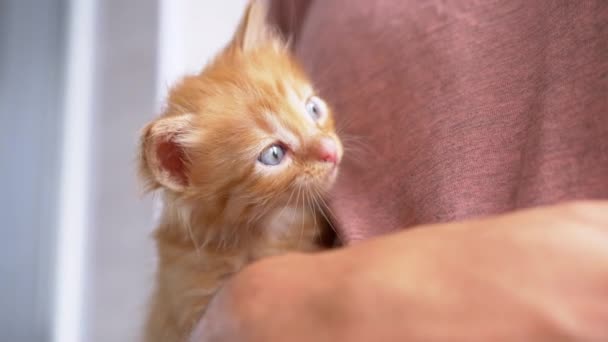 Un hombre desconocido sostiene un pequeño gatito de jengibre esponjoso en brazos. 4K. De cerca. — Vídeos de Stock