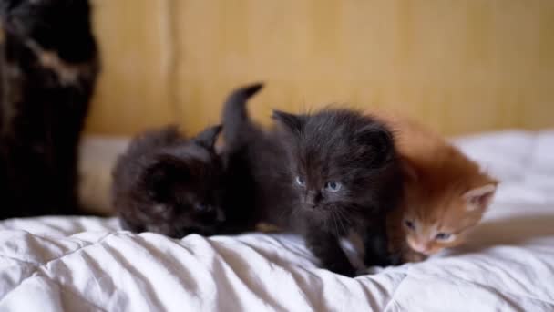Tres gatitos esponjosos recién nacidos están jugando en una cama suave mirando hacia arriba — Vídeos de Stock