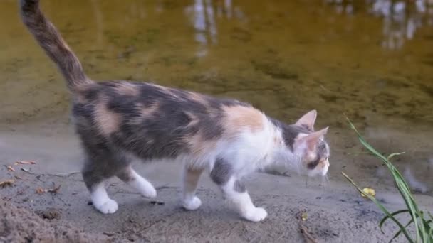 Een dakloze hongerige driekleurige kat jaagt in de buurt van de rivier de Bank. — Stockvideo