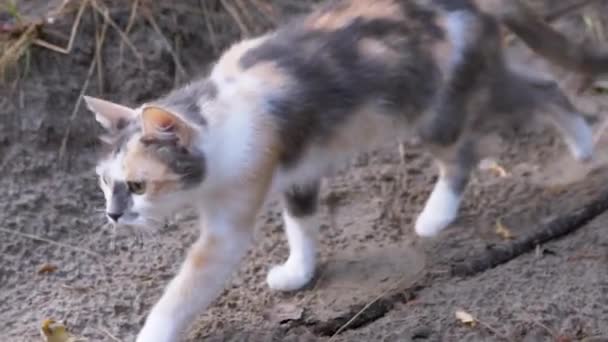 Μια άστεγη πεινασμένη γάτα Tricolor κυνηγά στο δάσος κατά τη διάρκεια της ημέρας. Κλείσε. — Αρχείο Βίντεο