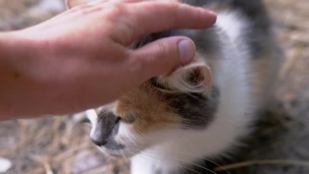 Een vrijwilliger hand is een dakloze driekleurige kat in het bos aan het aaien. 4K — Stockvideo