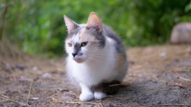 Yorgun Evsiz Üç Renkli Kedi Bulanık Orman Arkaplanda Kuru Çimlerde Oturur