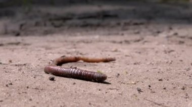 Güneş Işığındaki Solucan Islak Kum 'da Sürünüyor. Kapatın. 4K