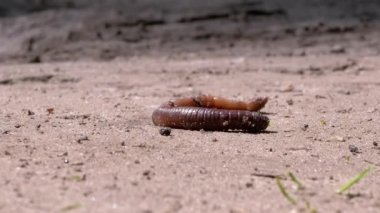 Güneş Işığındaki Solucan Islak Kum 'da Sürünüyor. Kapatın. Büyüt