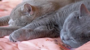 İki Uyuyan İngiliz Gri Kedisi Yatakta Birbirlerine Sarılırlar. 4 bin. Kapat.