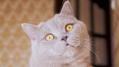 Meraklı Gri İngiliz Kedisinin Kameraya Bakışı. Yakınlaştır. Yavaş çekim