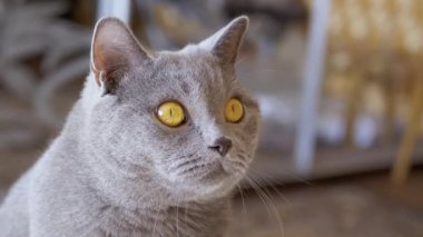 Meraklı Gri İngiliz Kedisinin Kameraya Bakışı. Yakınlaştır. Yavaş çekim