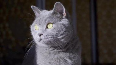 Gri İngiliz Ev Kedisi Bir Odada Oturuyor, Gün Işığında Etrafa Bakınıyor. 4K