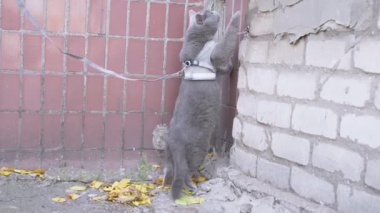 Ev sahibi Gri İngiliz Evcil Kedisi Tasmalı Yürüyor.