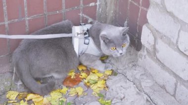 Açık havada tasmalı bir Gri İngiliz Kedisinin Yürüyüşü. 4 bin. Kapat.