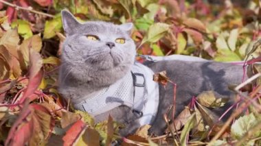 Açık havada tasmalı bir Gri İngiliz Kedisinin Yürüyüşü. 4 bin. Kapat.