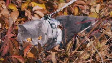 Açık havada tasmalı bir Gri İngiliz Kedisinin Yürüyüşü. 4 bin. Kapat.