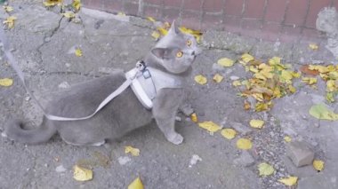 Ev sahibi, Gri İngiliz Evcil Kediyi Tasmayla Yürütür. 4 bin. Kapatın. Yavaş çekim