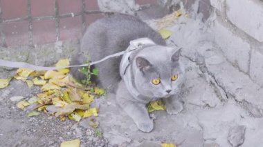 Açık havada tasmalı bir Gri İngiliz Kedisinin Yürüyüşü. 4 bin. Yavaş çekim