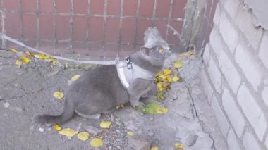 Ev sahibi, Gri İngiliz Evcil Kediyi Tasmayla Yürütür. 4 bin. Kapatın. Yavaş çekim