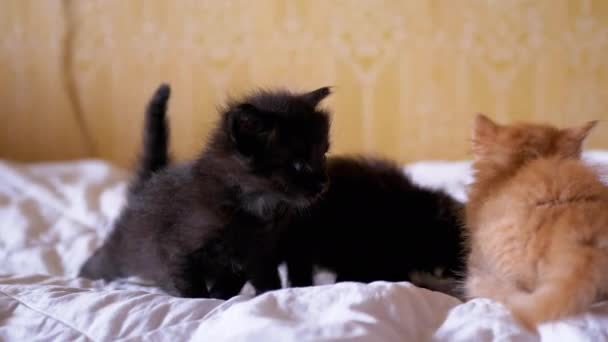 Три маленьких пушистых котенка играют на мягкой кровати, глядя вверх. 4K — стоковое видео