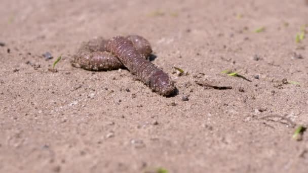 Earthworm Crawls on Wet Sand in Rays the Sunlight. Close up. 4K — Stock Video