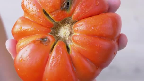Kvinnliga händer roterar en genetiskt modifierad stor röd, mogen tomat. 4K. Närbild — Stockvideo