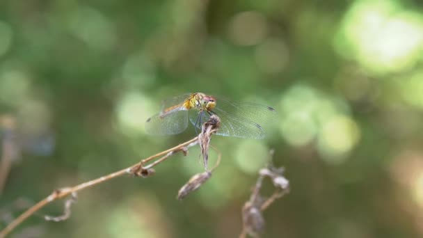 Yellow Dragonfly Sits, Resting on the Top of a Dry Branch in the Woods Зачиніть. — стокове відео