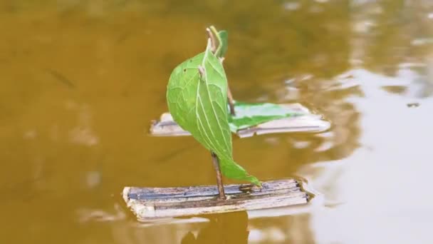 Egy két kis házi készítésű fahajó úszik a folyóval. 4K. Közelről. — Stock videók