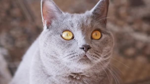 Patrzenie na ciekawego szarego brytyjskiego kota patrzącego w kamerę. Powiększ. Zwolniony ruch — Wideo stockowe