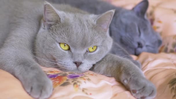Dois gatos cinzentos britânicos adormecidos abraçam uns aos outros na cama, abrindo os olhos. 4K — Vídeo de Stock