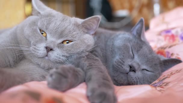 Dwa śpiące brytyjskie szare koty ściskają się nawzajem na łóżku, otwierając oczy. 4K — Wideo stockowe