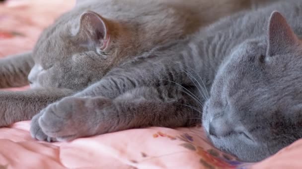 Dos gatos grises británicos durmientes se abrazan en la cama. 4K. De cerca. — Vídeo de stock