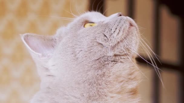 Curious Grey, un gato esponjoso de raza completa mira hacia arriba, sin quitar la mirada de encima. Zoom: — Vídeo de stock