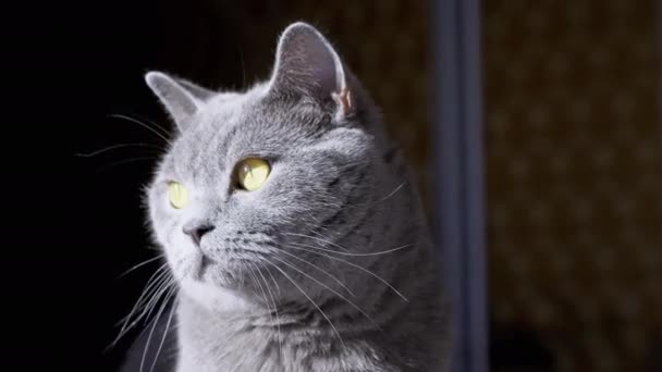 Gato doméstico británico gris se sienta en una habitación, mira a su alrededor en rayos de luz del día. 4K — Vídeos de Stock