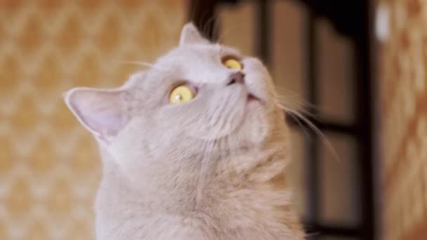 Staren naar een nieuwsgierige grijze Britse kat die naar de camera kijkt. 4K. Langzame beweging — Stockvideo