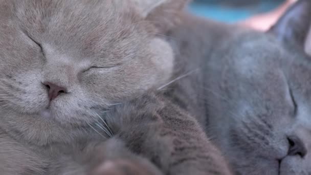 Két alvó brit szürke macska öleli egymást az ágyon. Nagyítás. Közelről. — Stock videók