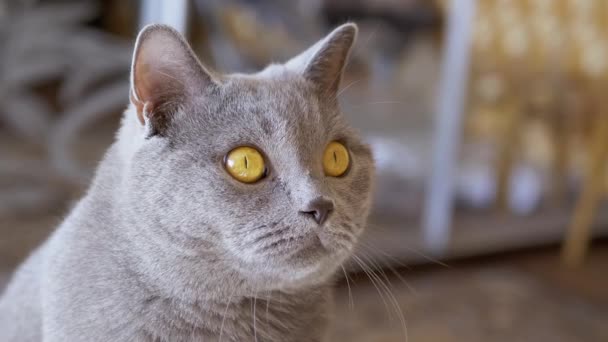 Staren naar een nieuwsgierige grijze Britse kat die naar de camera kijkt. Zoom uit. Langzame beweging — Stockvideo