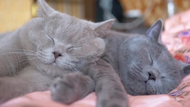 Dwa śpiące brytyjskie szare koty przytulają się na łóżku. 4K. Zamknij się. — Wideo stockowe