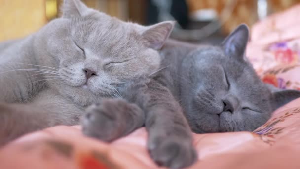 Two Sleeping British Gray Cats Hugs Paws Each Other on Bed, Opening Eyes (en inglés). 4K — Vídeo de stock