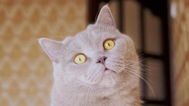 Mirando a un curioso gato británico gris mirando hacia la cámara. 4K. Movimiento lento — Vídeo de stock
