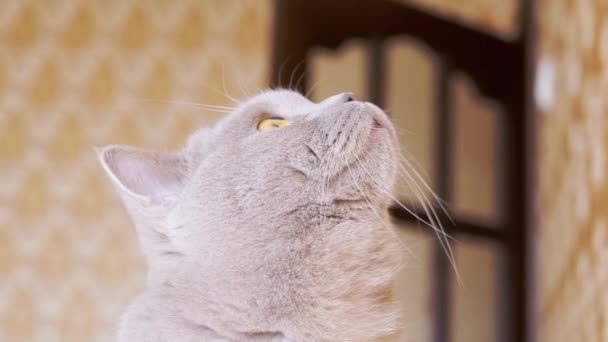 Curious Grey, un gato esponjoso de raza completa mira hacia arriba, sin quitar la mirada de encima. Zoom: — Vídeo de stock