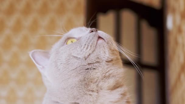 Neugieriges Grau, eine flauschige Vollblutkatze blickt auf und nimmt den Blick nicht weg. Zoom — Stockvideo