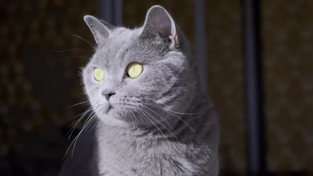 Серый британский домашний кот сидит в комнате, озирается в лучах дневного света. 4K — стоковое видео