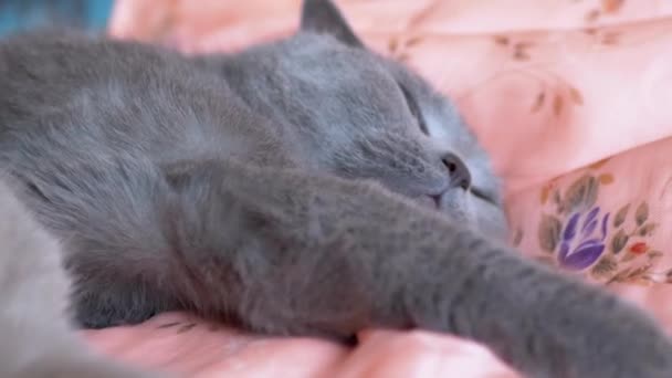 二つの眠り英国のグレーの猫の抱擁は、ベッドの上でお互いを固定します,目を開きます.4K — ストック動画