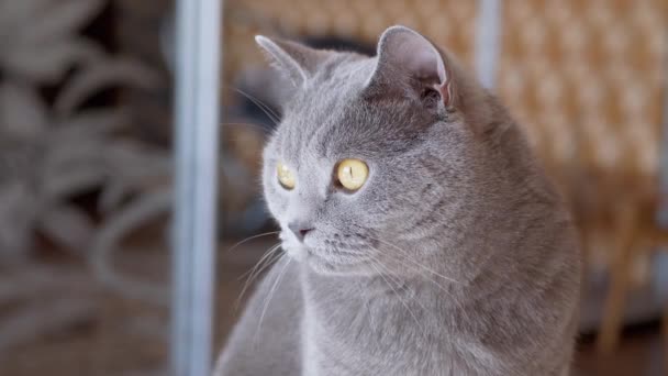 Ατενίζοντας μια περίεργη γκρι βρετανική γάτα, κάθεται στο δωμάτιο, κοιτάζοντας στην απόσταση — Αρχείο Βίντεο