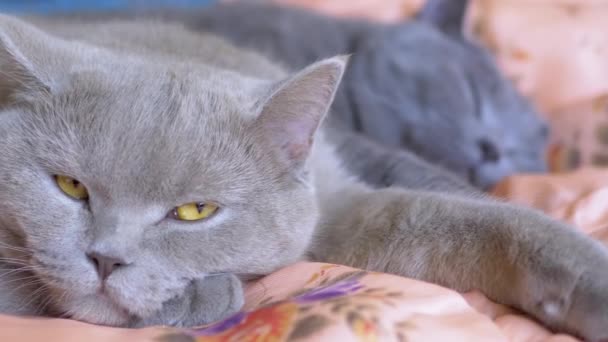 Two Sleeping British Grey Cats Hugs Paws Each Other on Bed, Opening Eyes. 4K — Video Stock