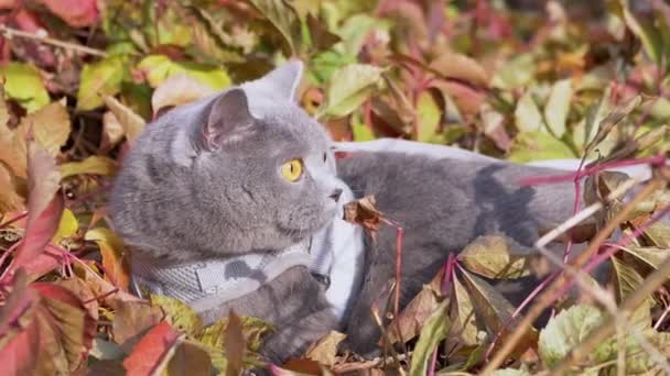 一只灰色的英国猫在户外用皮带牵着走。4K 。靠近点 — 图库视频影像
